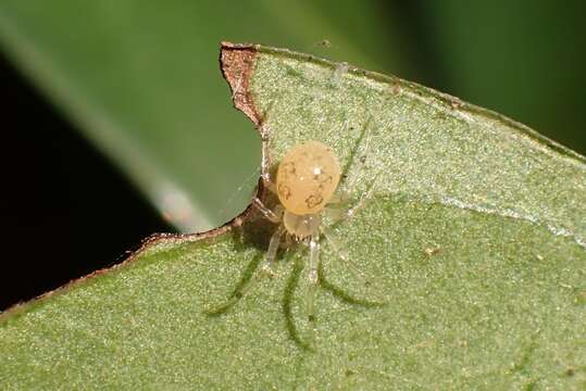 Image of Dipoena turriceps (Schenkel 1936)