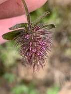 Imagem de Trifolium ligusticum Loisel.