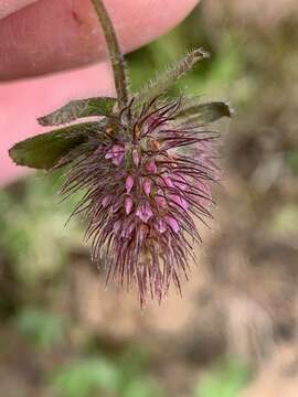 Sivun Trifolium ligusticum Loisel. kuva