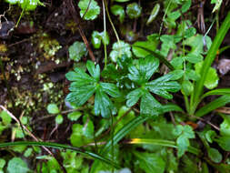 Image of Geranium suzukii Masam.