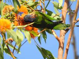 Image of Red-collared Lorikeet