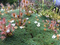 Image of New Zealand sundew