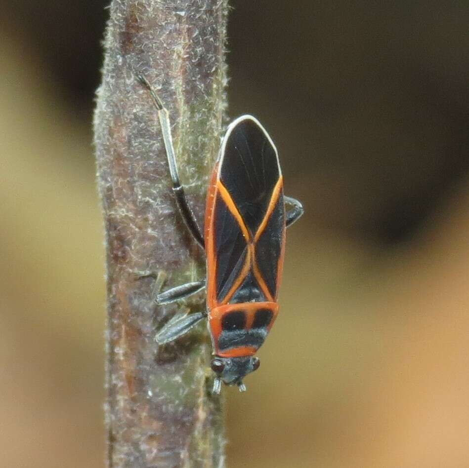 Image of Ochrostomus uhleri (Stal & C. 1874)