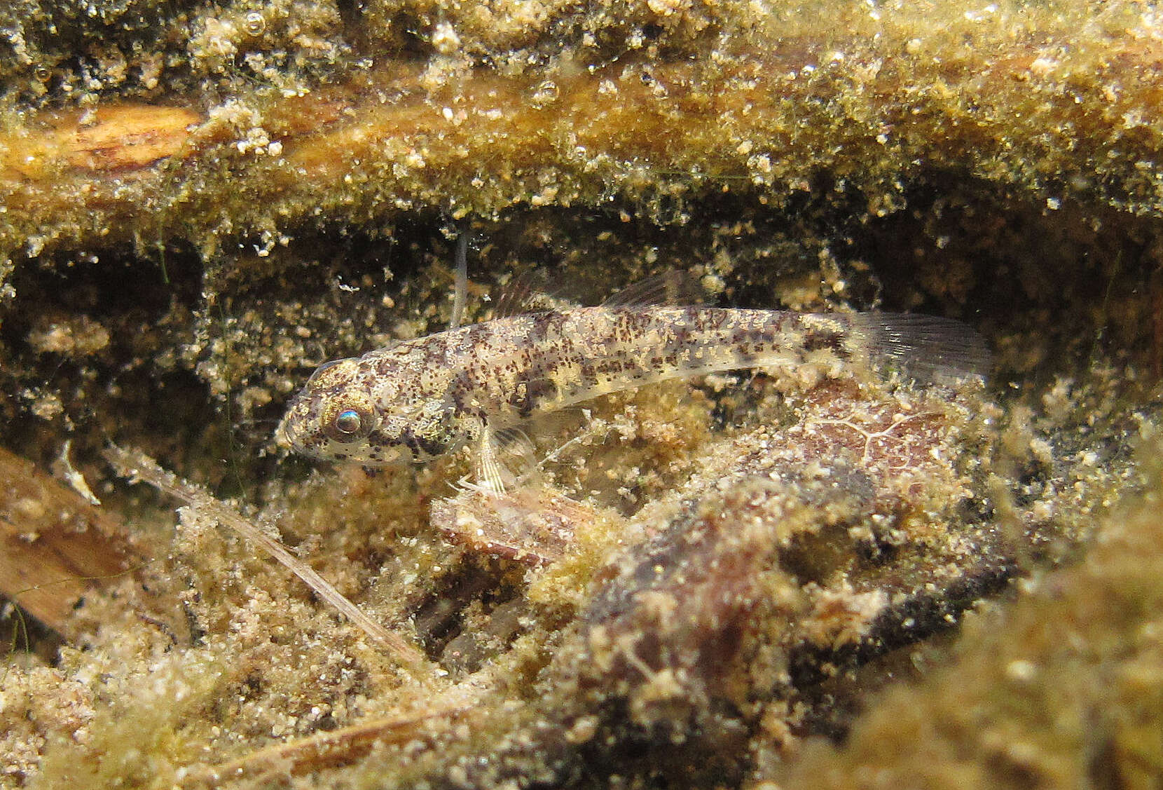 Image of Eugnathogobius