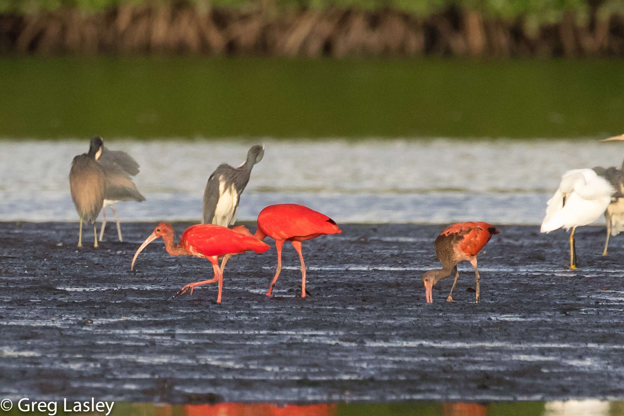 Image of Scarlet Ibis