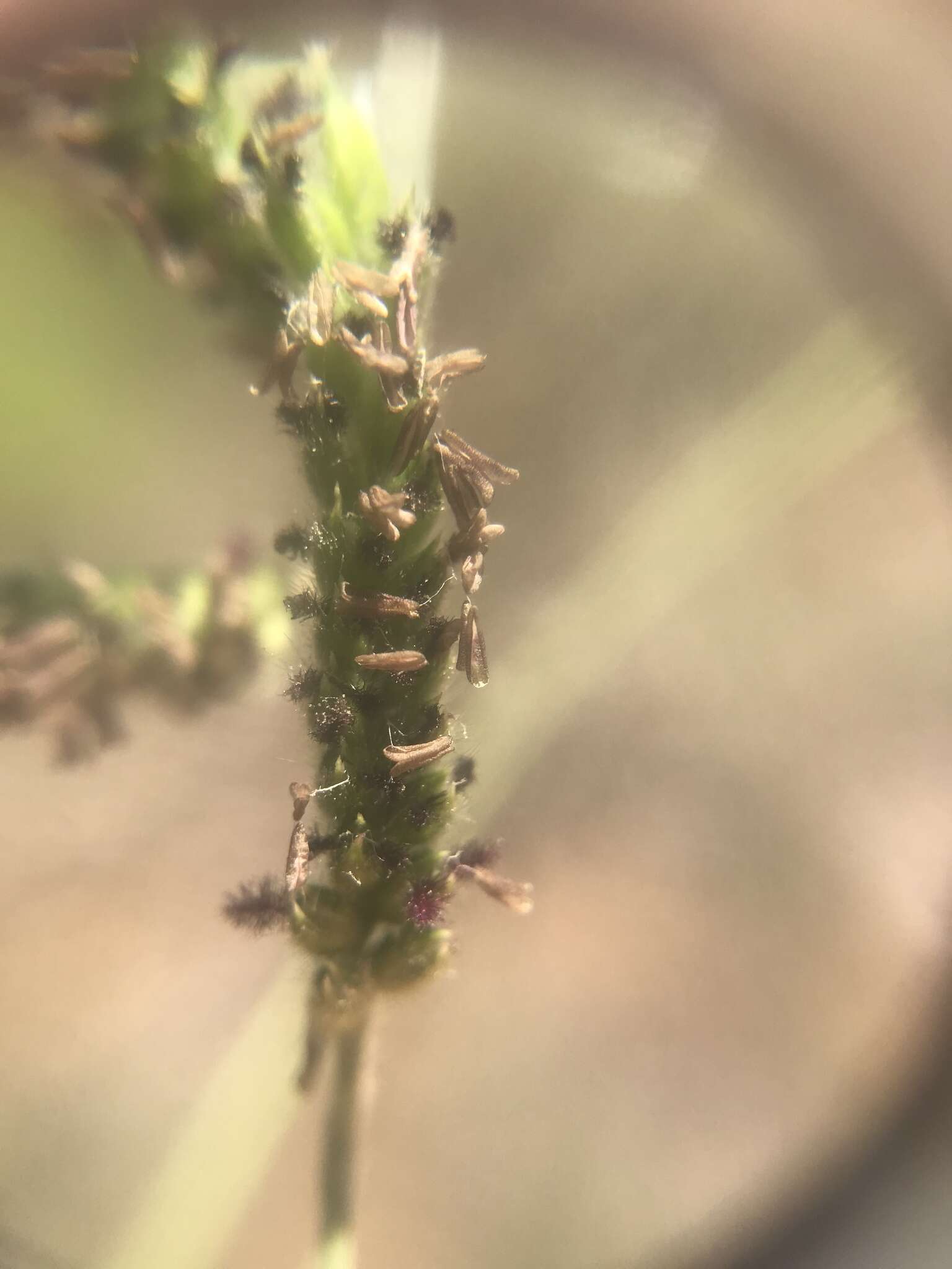 Image of Black-footed signal grass