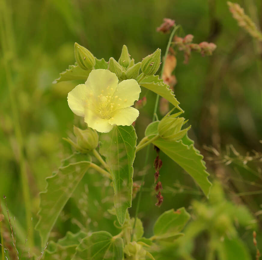 Sivun Pavonia elegans Garcke kuva