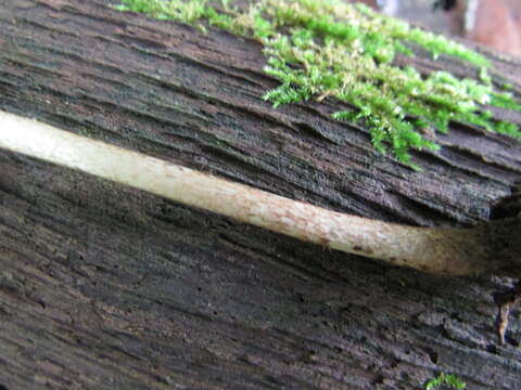 Imagem de Entoloma nodosporum (G. F. Atk.) Noordel. 1979