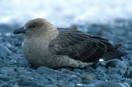 Image of South Polar Skua