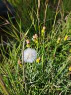 Senecio macrocarpus F. Müll. ex R. O. Belcher resmi