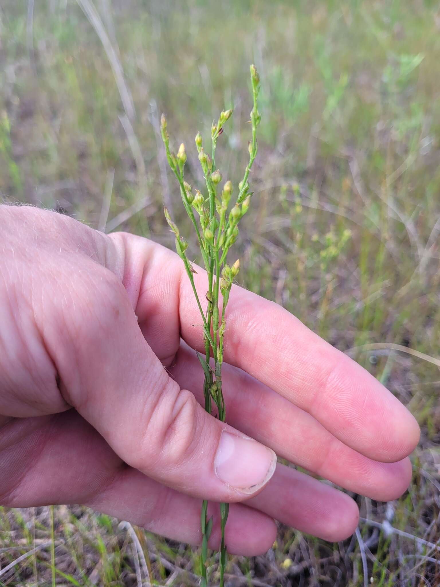 Image of stiff yellow flax