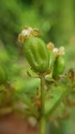 Image of common viburnum