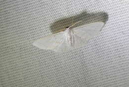 صورة Idaea tacturata (Walker 1861)