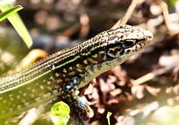 Image of Ornate Girdled Lizard