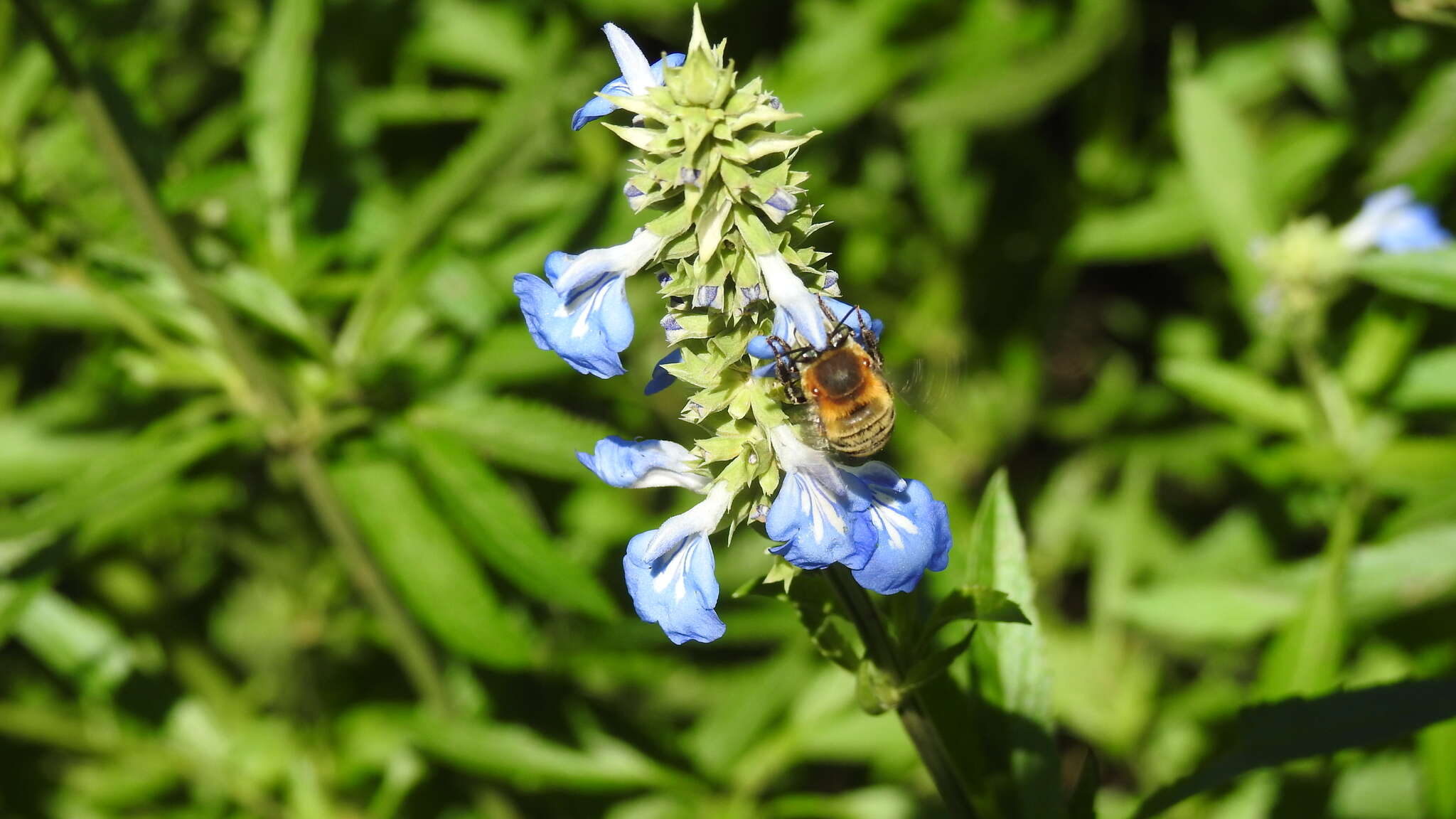 Image of Anthophora paranensis Holmberg 1903