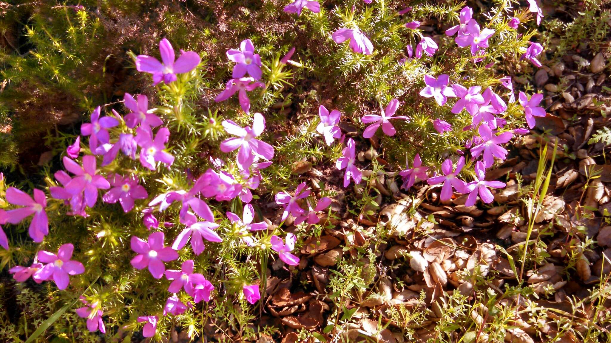 Image of Linanthus californicus (Hook. & Arn.) J. M. Porter & L. A. Johnson