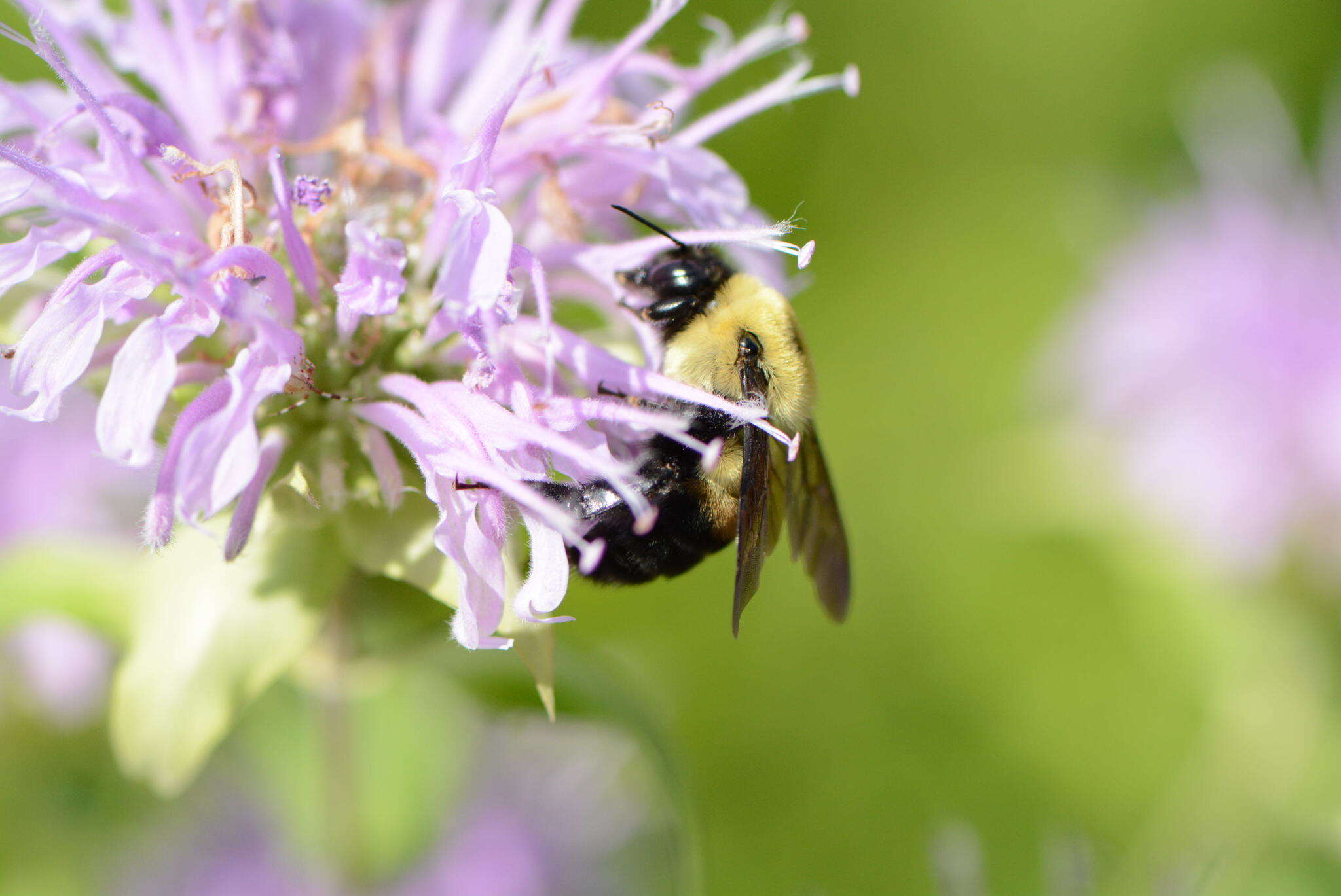 Image of Brown-belted Bumblebee