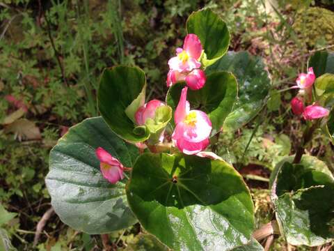 Image of clubed begonia