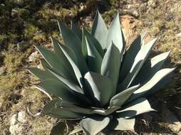 Agave cundinamarcensis A. Berger resmi