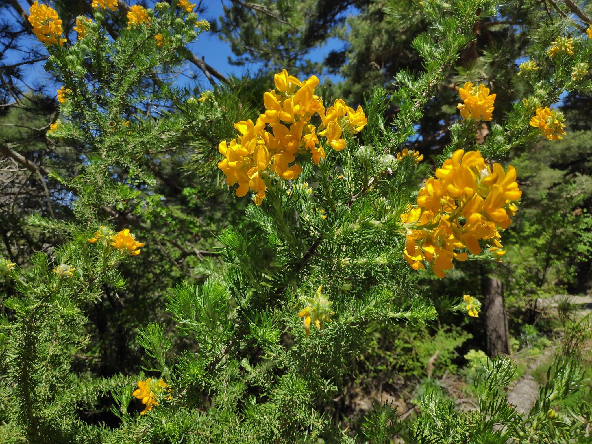 Sivun Adenocarpus decorticans Boiss. kuva