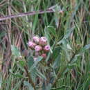 Image de Pluchea pteropoda Hemsl.