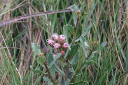 Image of Pluchea pteropoda Hemsl.