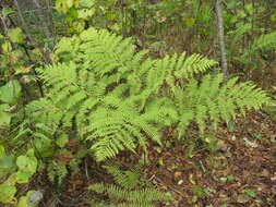 Sivun Athyrium rubripes (Kom.) Kom. kuva