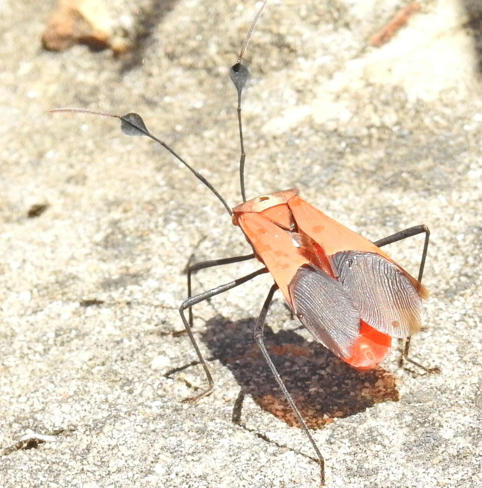 صورة Galaesus hasticornis (Thunberg 1784)