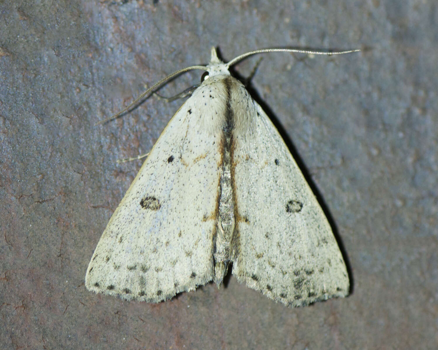 Image of Dead-wood Borer Moth