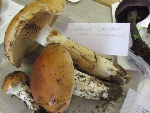 Imagem de Cortinarius claricolor (Fr.) Fr. 1838