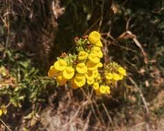 Image of Calceolaria dentata Ruiz & Pav.