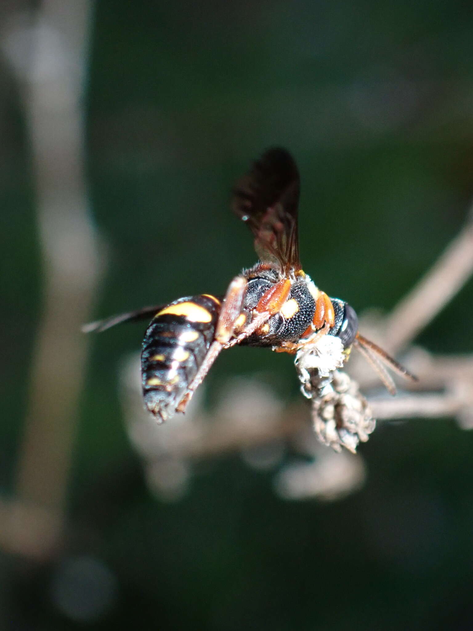 Image of Nomada fervida Smith 1854