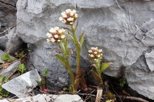 Image of arctic sweet coltsfoot