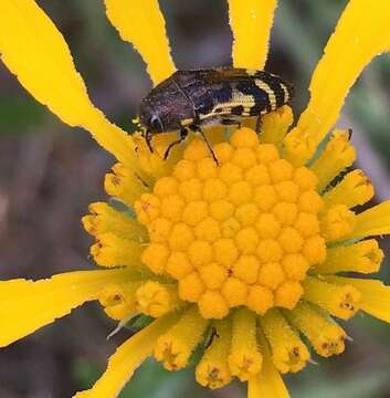 Image of Acmaeodera pulchella (Herbst 1801)