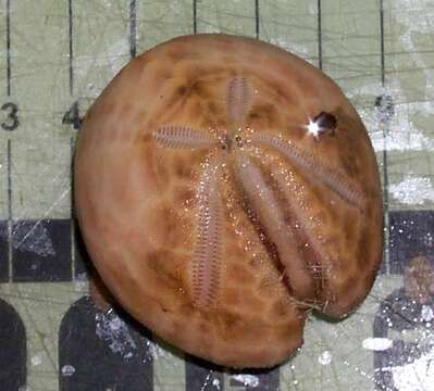 Image of delicate heart sea urchin