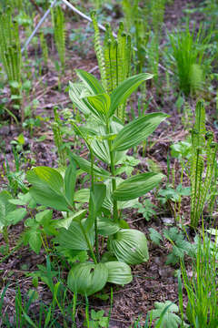 Imagem de Veratrum lobelianum Bernh.