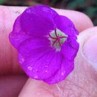 Image of Geranium potentillifolium DC.