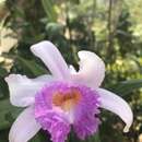 Image of Sobralia cardosoi Campacci & J. B. F. Silva