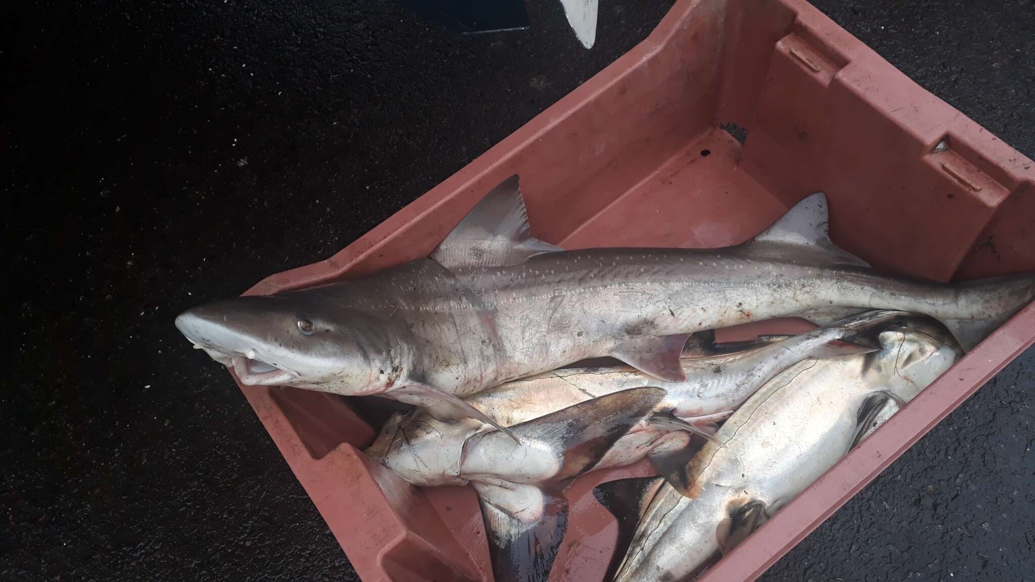 Image of Speckled Smoothhound