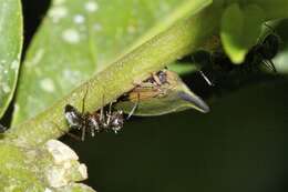 Image of Hemiptycha obtecta Fabricius