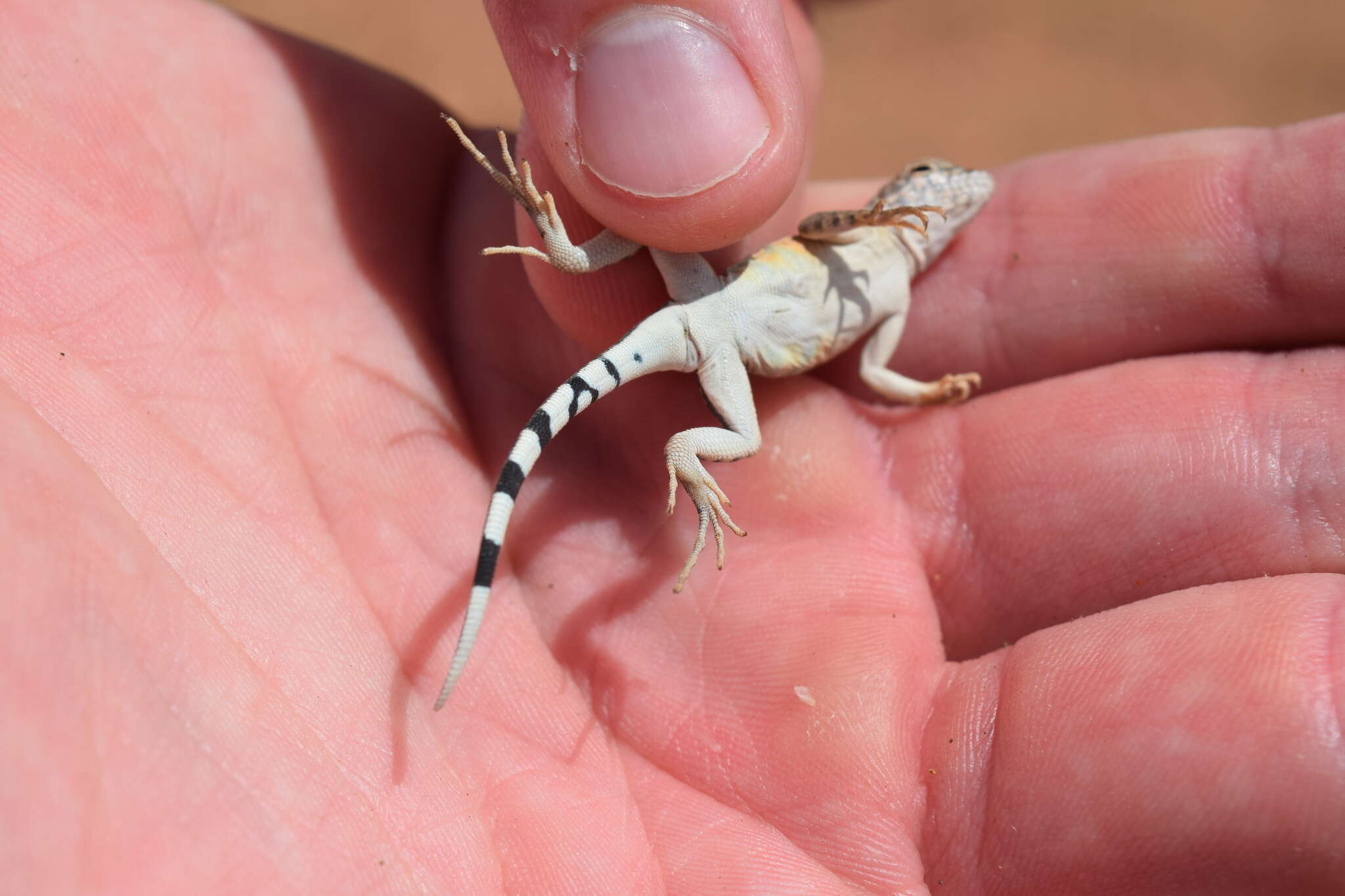 Image de Cophosaurus texanus texanus Troschel 1850