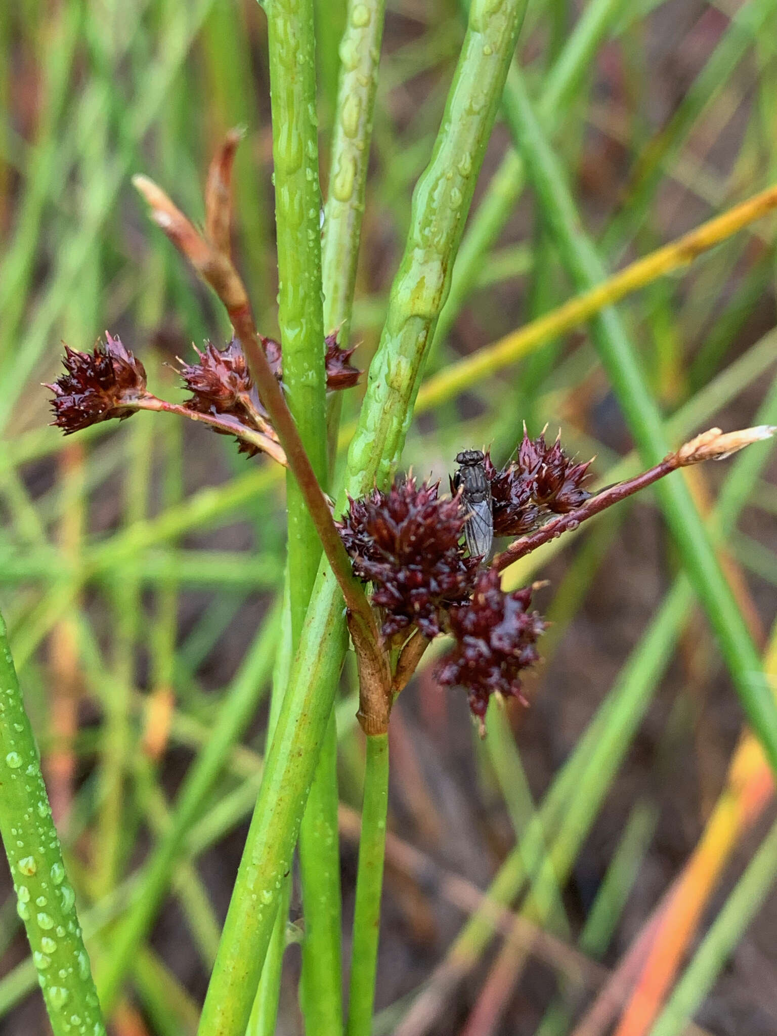 Image of Bayonet Rush