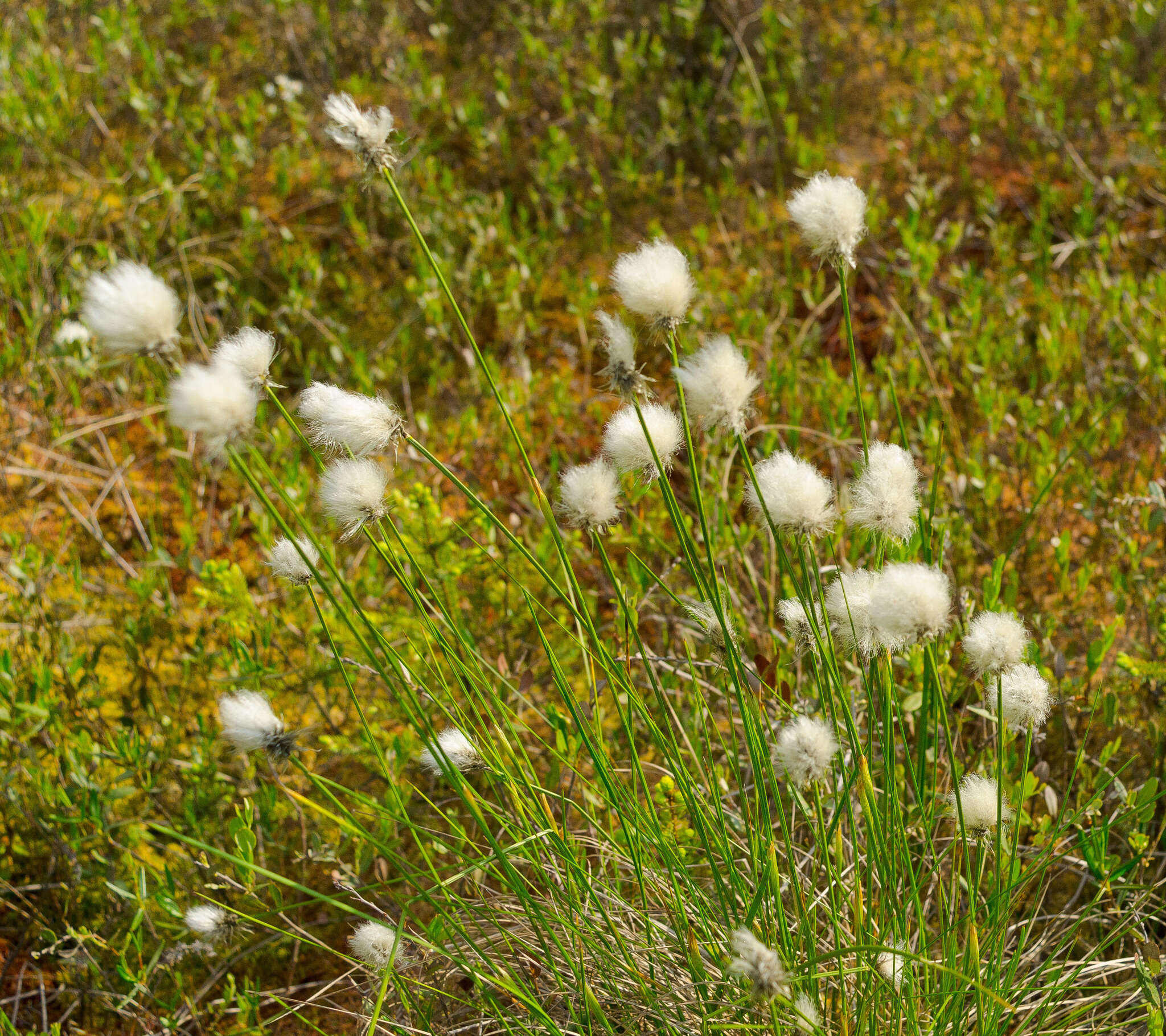 Image de Linaigrette dense