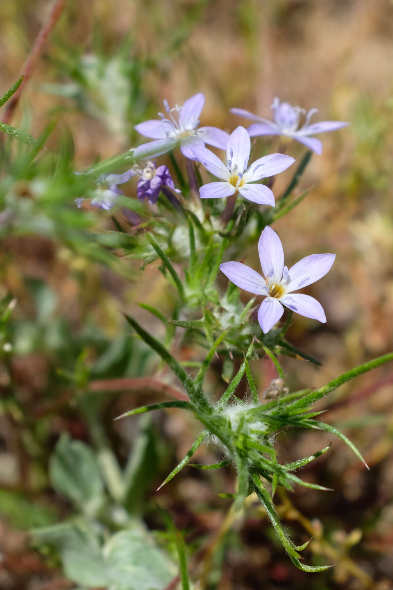 Imagem de Eriastrum pluriflorum subsp. pluriflorum