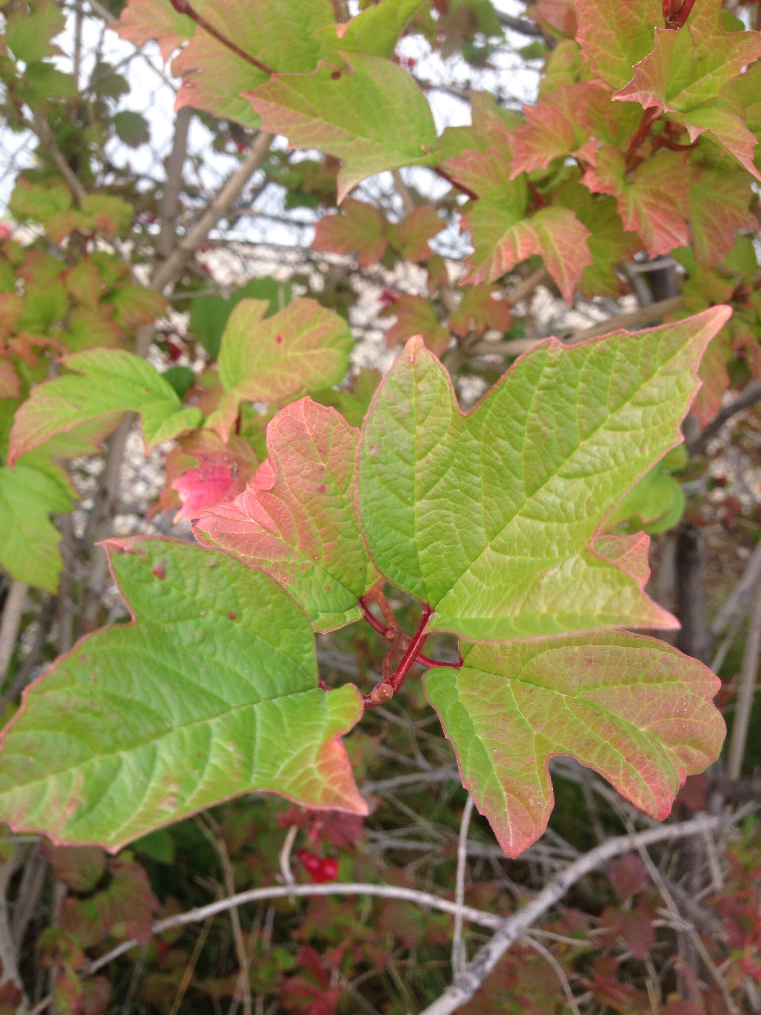 Imagem de Viburnum opulus var. americanum (P. Mill.) Ait.