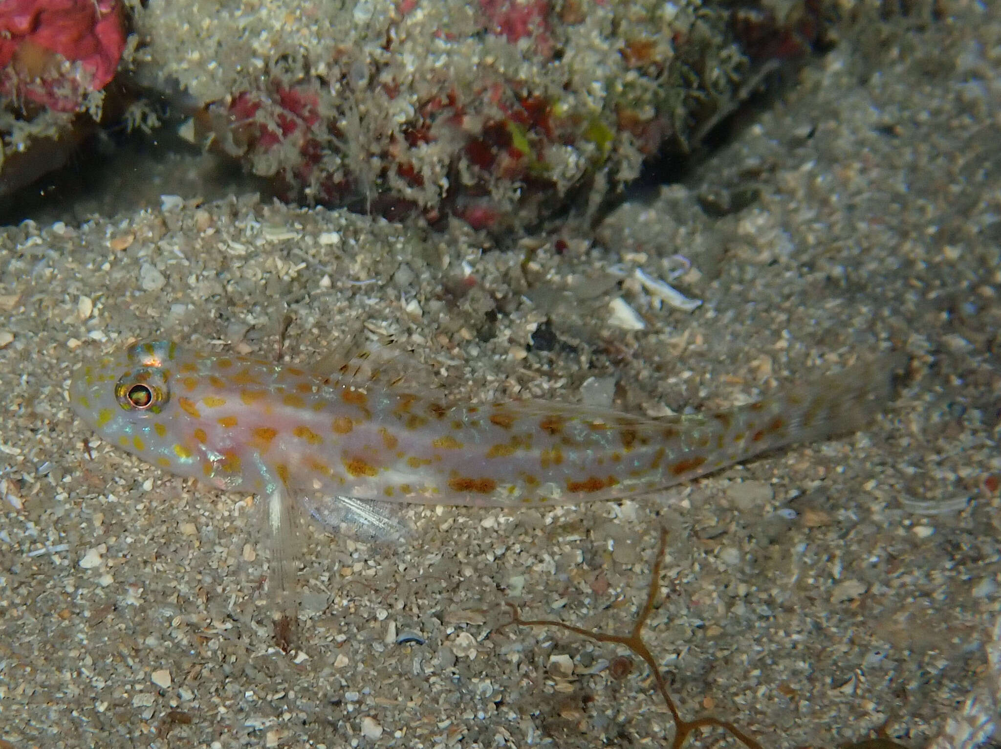 Image of Large-scaled goby