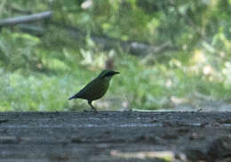 Image of Bar-bellied Pitta