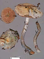 Image of Stropharia caerulea Kreisel 1979