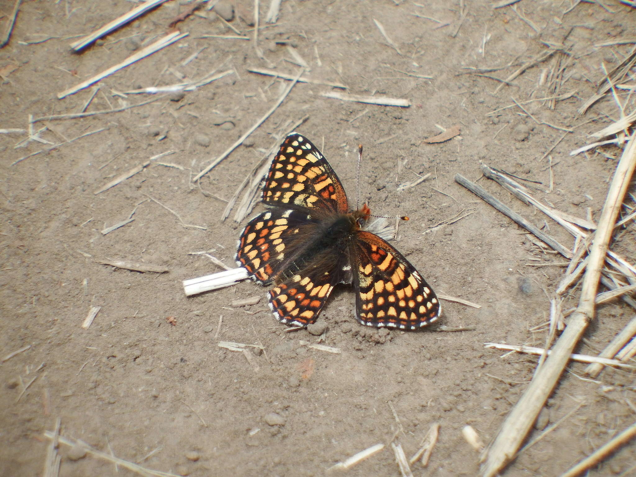 Image of Chlosyne acastus sterope (W. H. Edwards 1870)