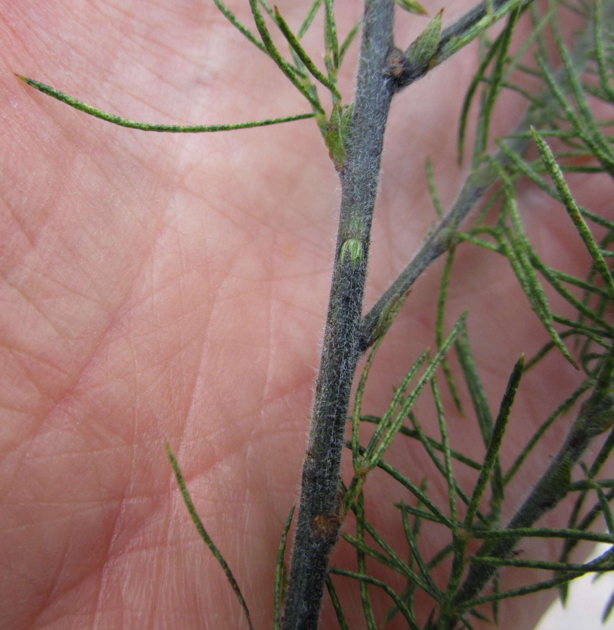 Image of Psoralea floccosa